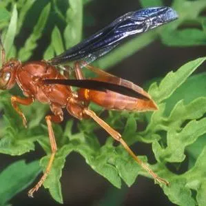 thumbnail for publication: Paper Wasp, Red Wasp (Suggested Common Names) Polistes carolina (L.) (Insecta: Hymenoptera: Vespidae)